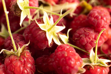 macro of raspberry berries and leaves on a pink background. raspberries are close