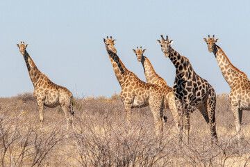 giraffes at Kalahari game reserve