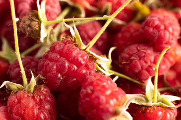 macro of raspberry berries and leaves on a pink background. raspberries are close