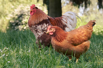 Brown chicken and red rooster free range in garden
