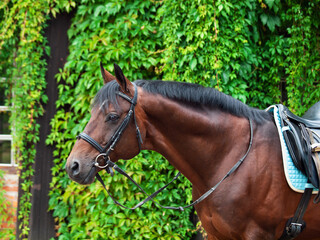 portrait of Beautiful german dressage  horse posing against greens wall.