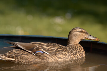 Close up of mallard duck in water