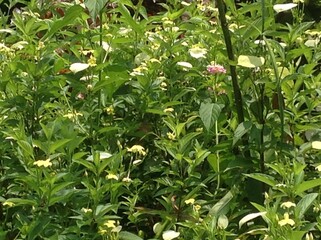 Beautiful view of the flowers in the green plants