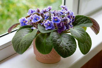 African violet flower saintpaulia in bloom on windowsill home. Little blue and white colored flowers