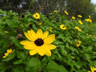 flowers in nature