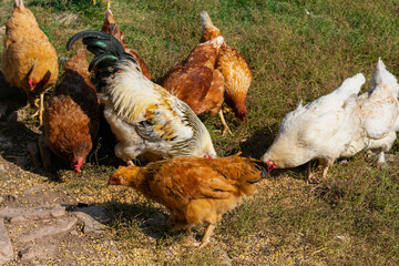 Domestic chicken freely walking on ranch and eating grains.Countryside farmyard.