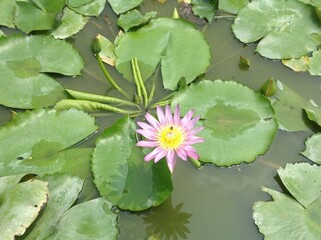 Beautiful view of the lots flowers and the lily