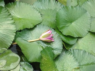 Lily ponds with flowers