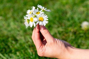 Bouquet of little white flowers with delicate petals and yellow cores in female fingers on bright sunlight. Medical plant chamomile alternative medicine