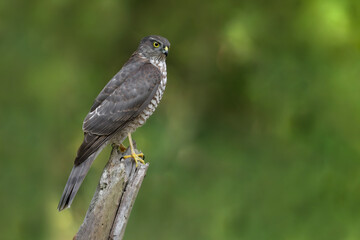 Fine art portrait of Sparrow hawk in the woodland (Accipiter nisus)