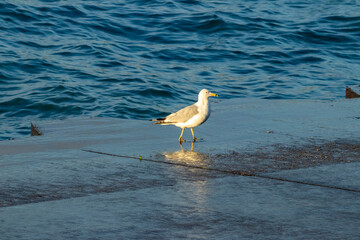 A seagull on the Pier