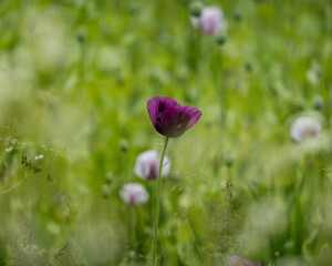 Obraz premium A Field of Purple Poppies growing in north Northumberland, England, Uk.