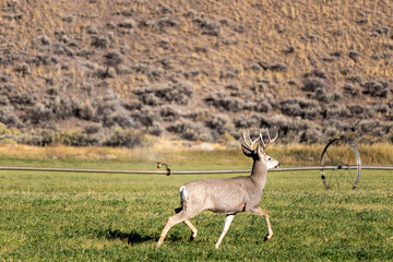 Mule deer