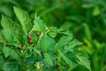 Colorado potato beetle eating green potato leaves in the garden.