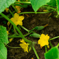 Cucumbers growing in a vegetable garden in summer with green fruits and yellow flowers