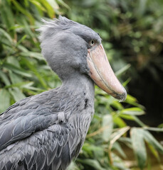 portrait of shoebill, whalehead, whale-headed stork
