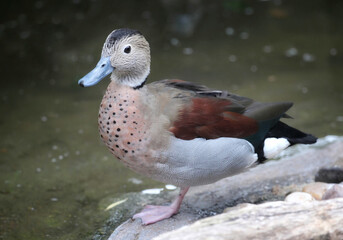 white-cheeked pintail also known as the Bahama pintail or summer duck