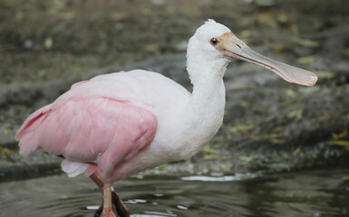 portrait of beautiful roseate spoonbill