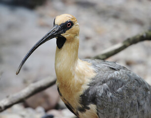 close-up portrait of Black-faced ibis 