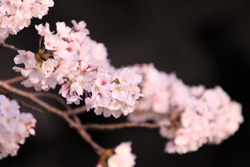 癒しの桜（春の花）