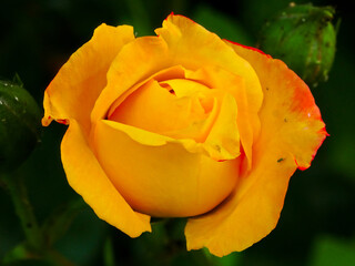Gelbe Rose mit Blattlaus