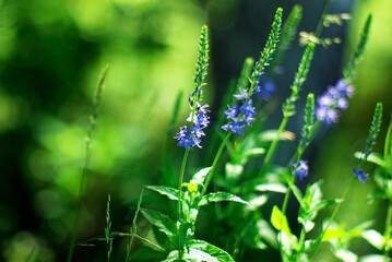 a small blue flower in the grass