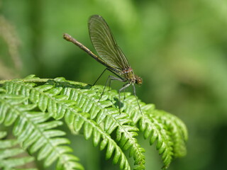 female banded demoiselle (Colopteryx splendens) 