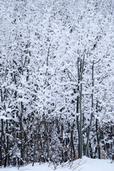 Aspen Trees in Winter Wilderness Forest