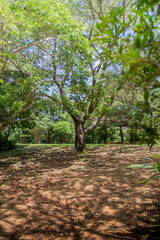 Fototapeta premium 緑 