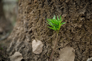 green tree sprout in spring