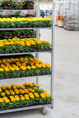 Potted blooming marigold growing in plastic pots for sale in greenhouse. Gardening and horticulture
