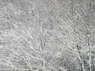 雪の積もった木