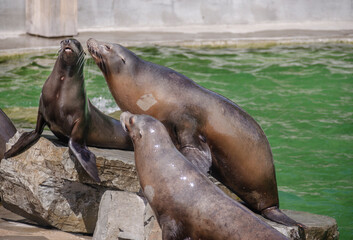 Naklejka premium KALIFORNISCHER SEELÖWE