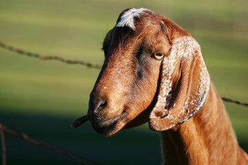 Naklejka premium Adult Goat with Blurred Background