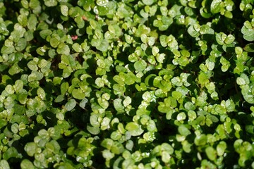 A close up of a a lot many Green small leaves Angel Tear Plant Pollyanna Vine Soleirolia Soleirolii Urticaceae Texture pattern. High quality photo