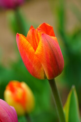 Red and yellow tulips growing in the spring garden