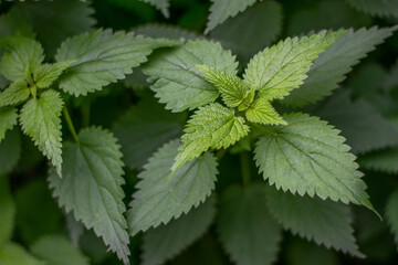 nettle in the forest