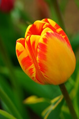 Red and yellow tulips growing in the spring garden