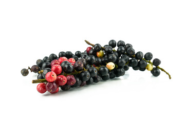 Antidesma puncticulatum Miq, Thai Blueberry Fruit (Mamao) isolated on white background.Can be extracted into medicine and wine Growing in the Northeast of Thailand.