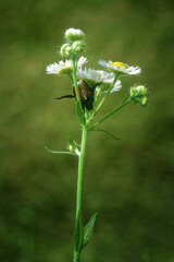 A Japanese Beetles on the bloom of a wild daisy in our garden in Windsor in Broome County in Upstate NY.	