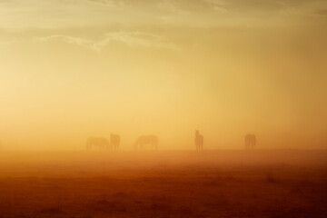 A herd of horses grazing in the fog at sunset.