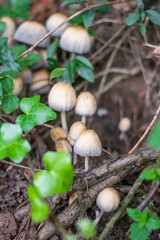 mushrooms in the forest
