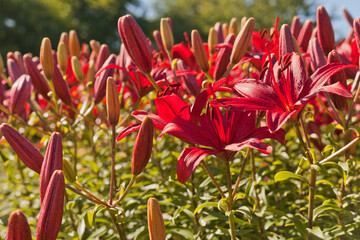 Obraz premium Red-purple daylilies flowers or Hemerocallis. Daylilies on green leaves background. Flower beds with flowers in garden. Closeup. Soft selective focus. Red Hemerocallis or Daylilies plant