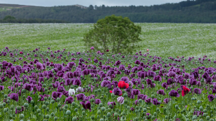 A Field of Purple Poppies growing in north Northumberland, England, Uk.