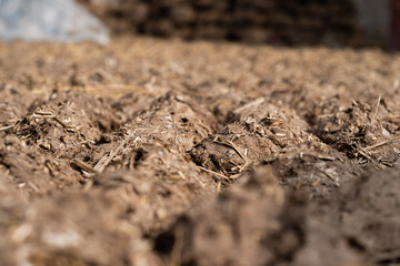 Cow Dung Cakes and Breads dried to use as a natural fuel.