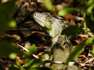 Iguanas