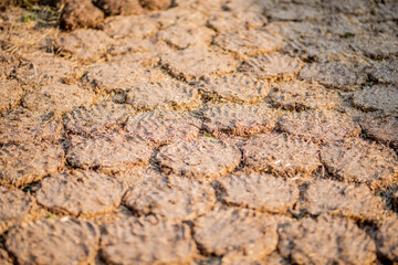 Cow Dung Cakes and Breads dried to use as a natural fuel.