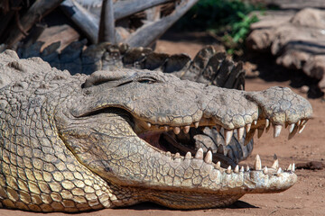 Livingstone crocodile park