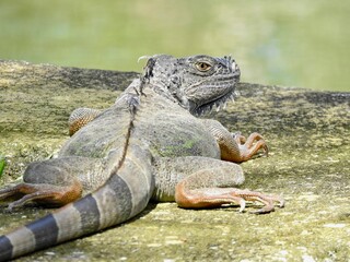 Iguanas
