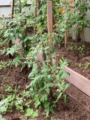 A tomato bush grows in a greenhouse. Growing tomatoes.